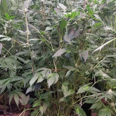 Dosidos Fortune Cookies growlog timeline photo