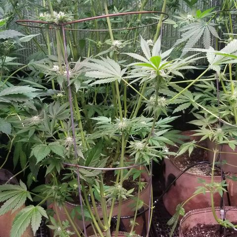 Apex growlog timeline photo