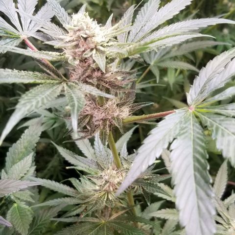 Apex growlog timeline photo