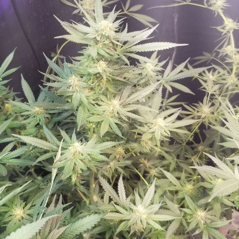 Jr Mints x MAC1 growlog timeline photo