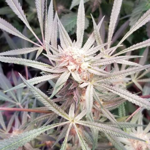 Jr Mints x MAC1 growlog timeline photo
