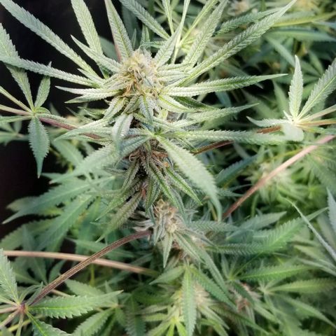 Jr Mints x MAC1 growlog timeline photo