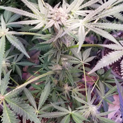 Jr Mints x MAC1 growlog photo: Jr Mint x Lemonchello 