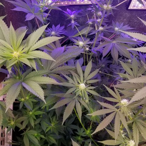 GMO x Purple Sweets growlog timeline photo