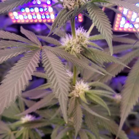 GMO x Purple Sweets growlog timeline photo