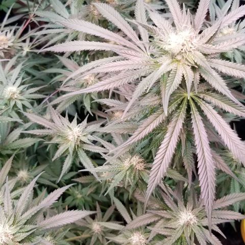 Pineapple Express  growlog timeline photo