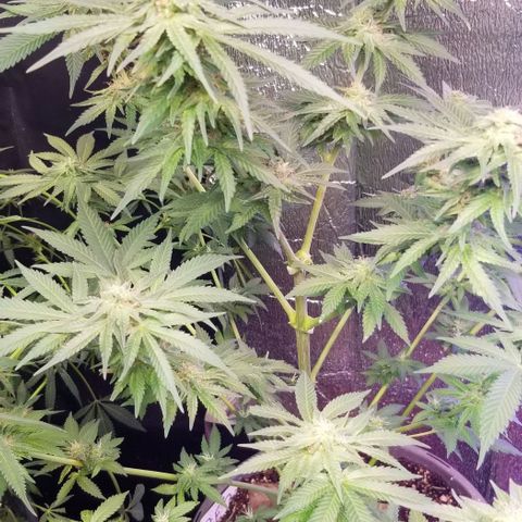 Pineapple Express  growlog timeline photo