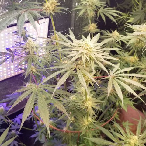 Pineapple Express  growlog timeline photo