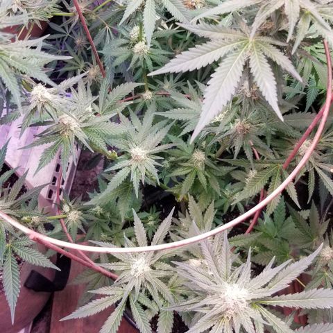 Pineapple Express  growlog photo: Chunk