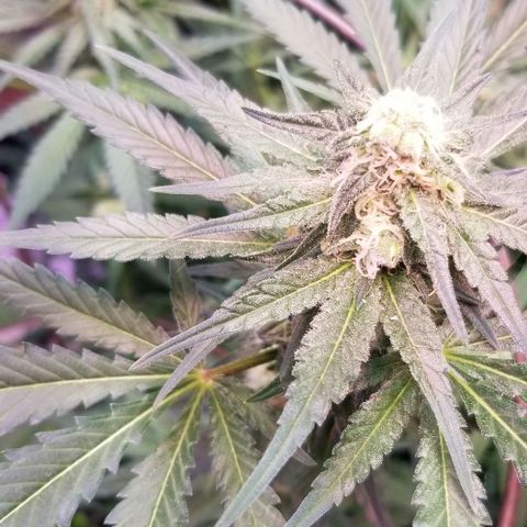 Pineapple Express  growlog photo: Chunk