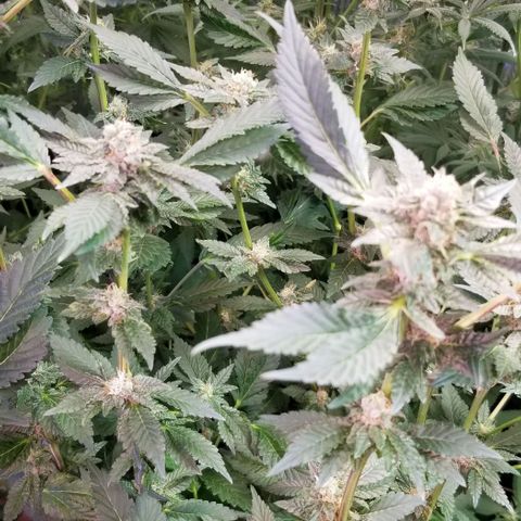 Dosidos Fortune Cookies growlog timeline photo