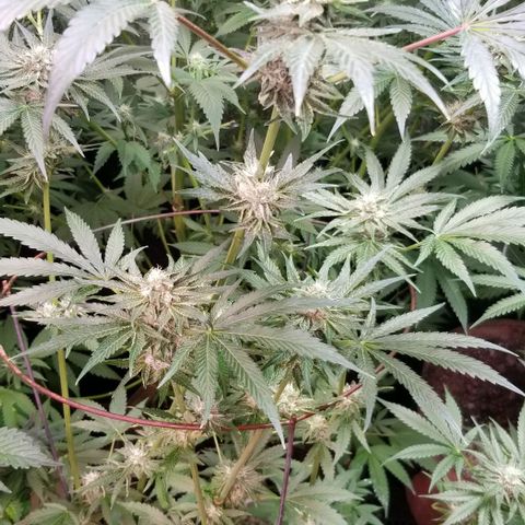 Apex growlog timeline photo