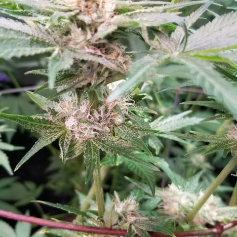 Apex growlog timeline photo