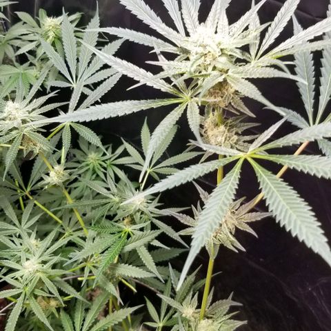 BBC x MAC1 growlog photo: Jr Mint BBC 