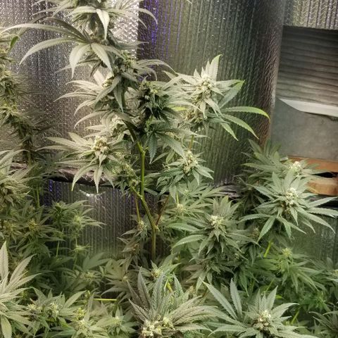 Sour Diesel growlog timeline photo