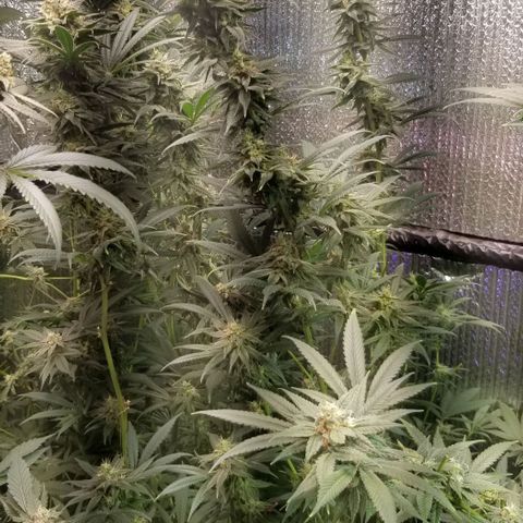 Sour Diesel growlog timeline photo