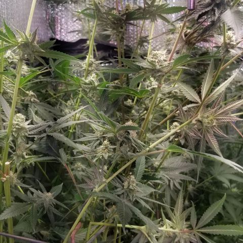 BBC x MAC1 growlog timeline photo