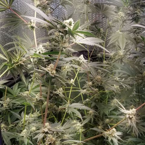 BBC x MAC1 growlog timeline photo