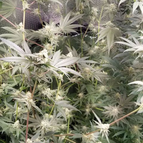 BBC x MAC1 growlog timeline photo