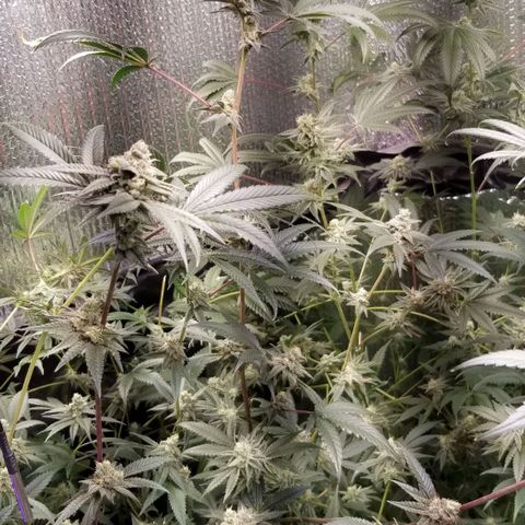 BBC x MAC1 growlog timeline photo