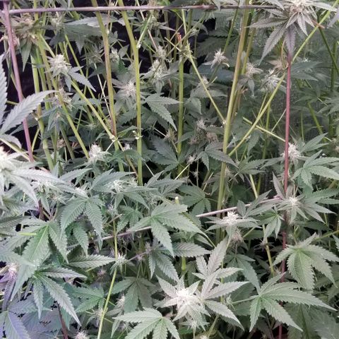 BBC x MAC1 growlog timeline photo