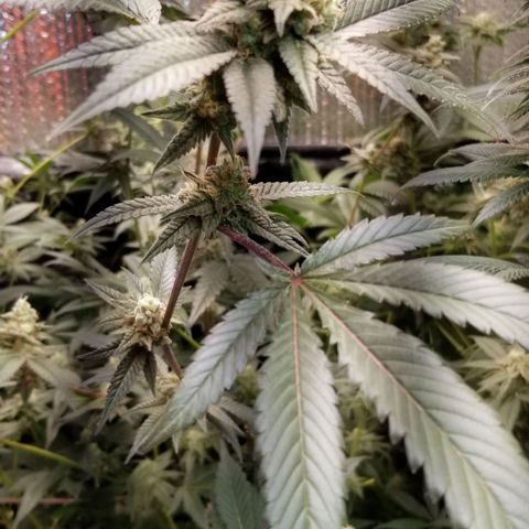 BBC x MAC1 growlog timeline photo