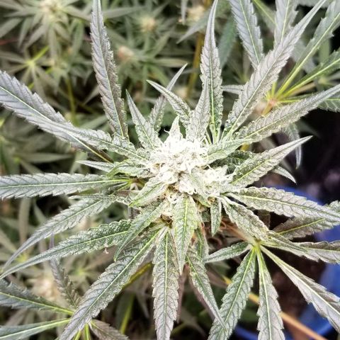 BBC x MAC1 growlog photo: Jr Mint BBC MAC1 