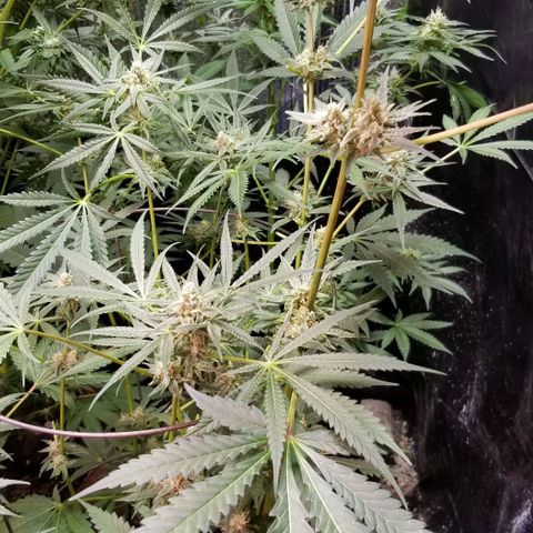 BBC x MAC1 growlog photo: Jr Mint BBC MAC1 