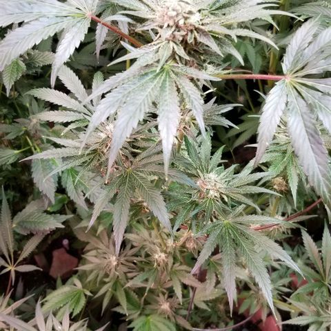 Apex growlog timeline photo