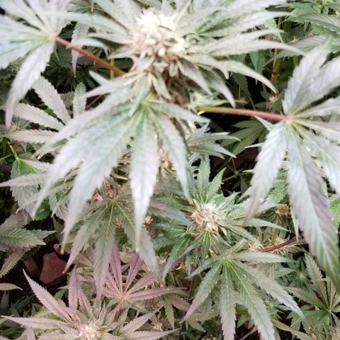 Apex growlog timeline photo