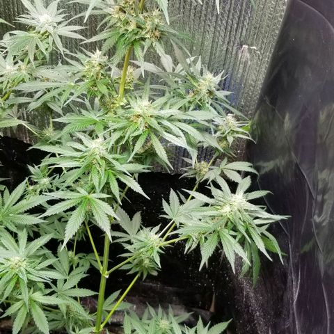 GMO x Purple Sweets growlog photo: Slusherz 