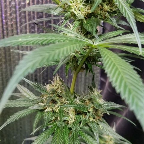 GMO x Purple Sweets growlog photo: Slusherz 
