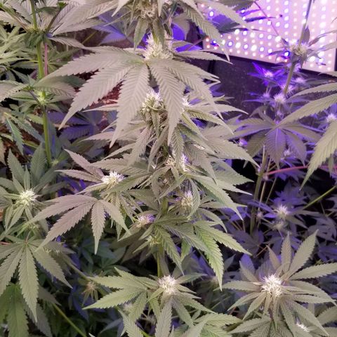 GMO x Purple Sweets growlog timeline photo