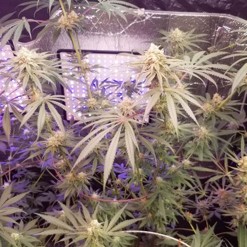 Pineapple Express  growlog timeline photo