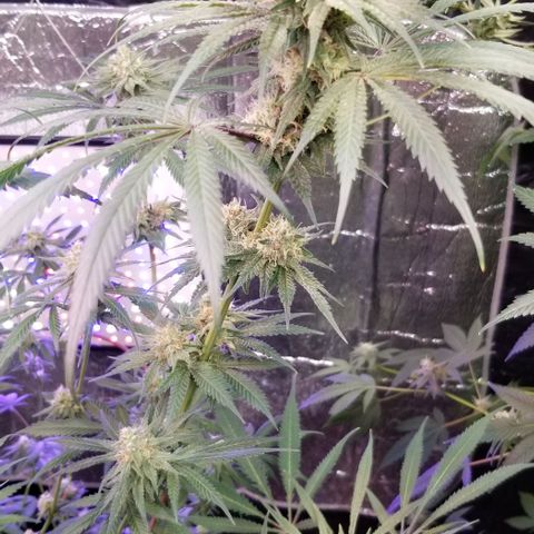 Pineapple Express  growlog timeline photo