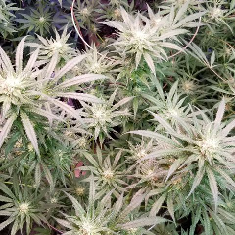 Pineapple Express  growlog timeline photo