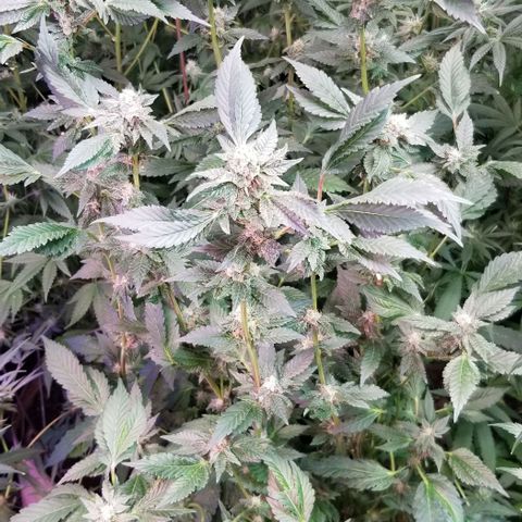 Dosidos Fortune Cookies growlog timeline photo