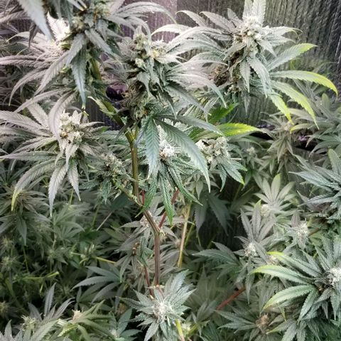 Sour Diesel growlog photo: Accidentally left water pump on. Overfed plants.