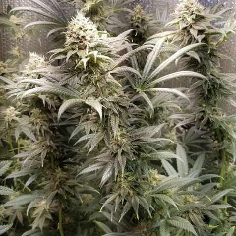 Sour Diesel growlog timeline photo