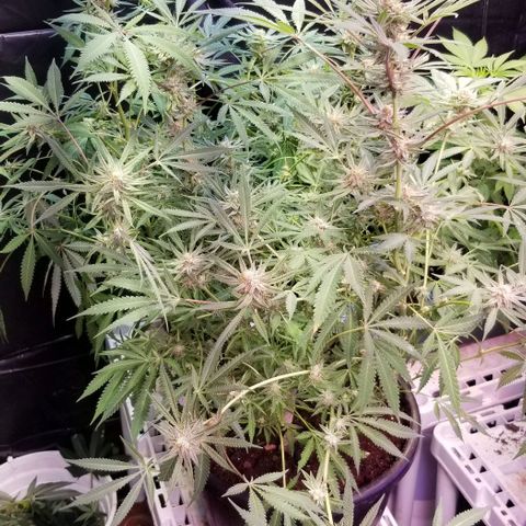 Jr Mints x MAC1 growlog timeline photo