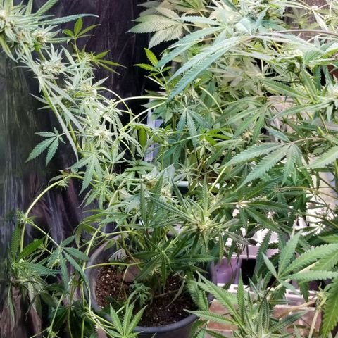 Jr Mints x MAC1 growlog timeline photo