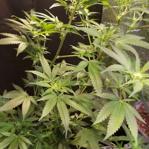 Jr Mints x MAC1 growlog timeline photo