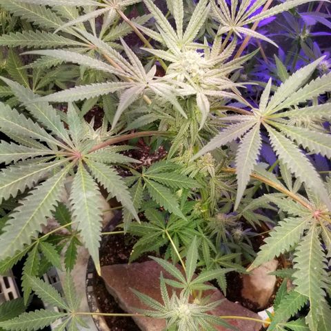 Jr Mints x MAC1 growlog photo: Jr Mint x Lemonchello 