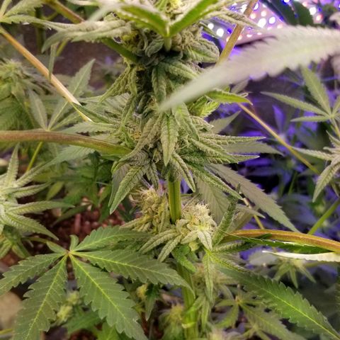 Jr Mints x MAC1 growlog photo: Jr Mint x Lemonchello 