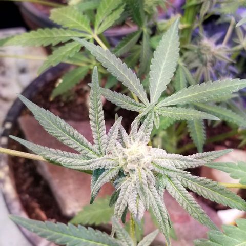 Jr Mints x MAC1 growlog photo: Jr Mint x Lemonchello 