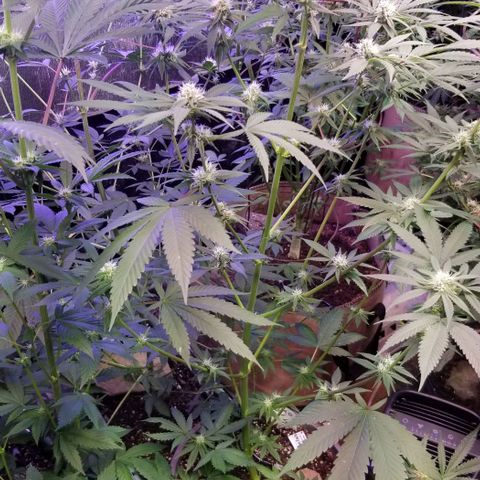 GMO x Purple Sweets growlog timeline photo