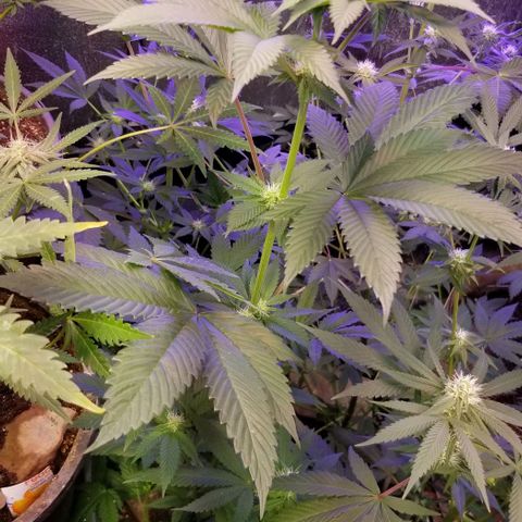 GMO x Purple Sweets growlog photo: Ogkb x Vanilla Frosting 