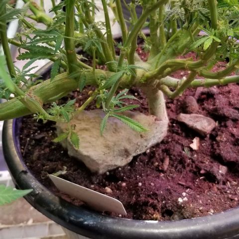 Jr Mints x MAC1 growlog timeline photo
