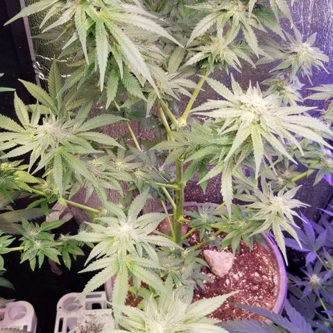 Pineapple Express  growlog timeline photo