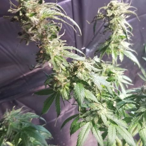Pineapple Express  growlog photo: PE3 seeded.